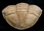 Enrolled Stalk Eyed Trilobite - Asaphus kowalewskii #6465-2